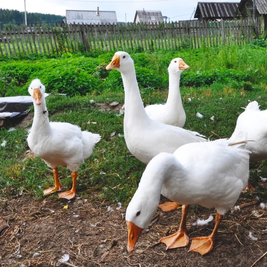 Lobbying Tierschutz