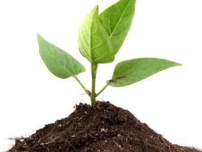 ActionSprout: Ein einfaches Tool für Online-Aktionen